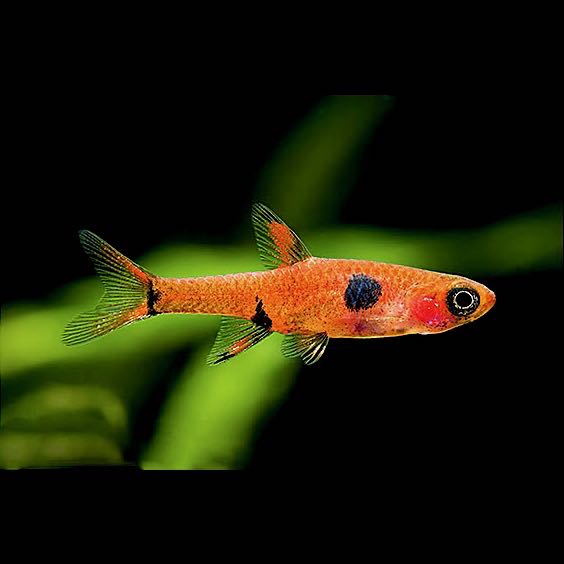 Rasbora maculata   Dwergrasbora 1,5 cm